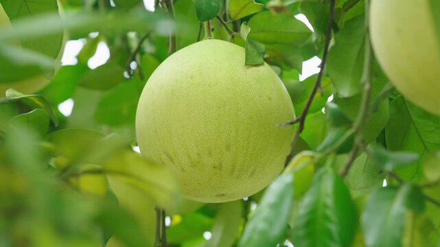 Green Pomelo Fruit Hanging on Tree Branch in Orchard