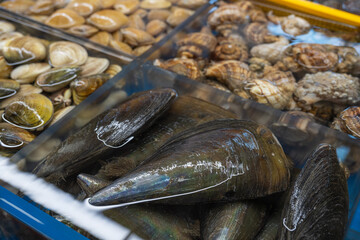 Fresh raw pen shells and live assorted edible clams displayed in glass water tanks at traditional fish market in South Korea. © 완수 안