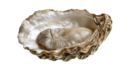 Fresh raw oyster in an open textured shell with iridescent nacre interior © Ari