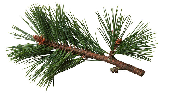 Fresh green pine tree branch with needles and small brown buds
