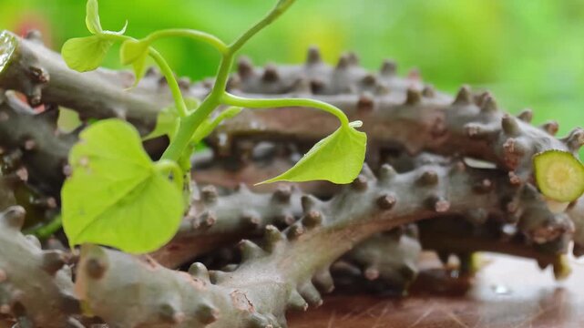 Tinospora cordifolia herb on wooden