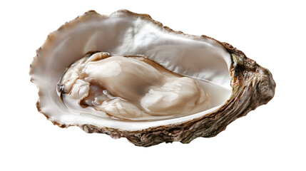 Fresh raw oyster in open shell with shiny nacreous interior © Ari