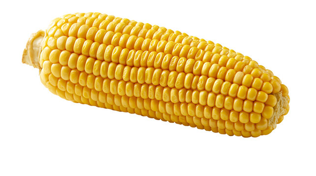 Fresh yellow sweet corn cob with plump kernels