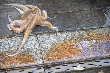 Live raw octopus crawling on the wet tiled floor with copy space at a traditional seafood market in South Korea. © 완수 안