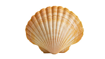 Golden yellow fan shaped scallop seashell with ribbed texture © Ari