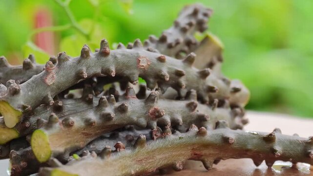 Tinospora cordifolia herb on wooden