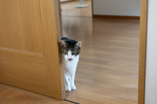 きじねこ」の写真素材 | 17,712件の無料イラスト画像 | Adobe Stock