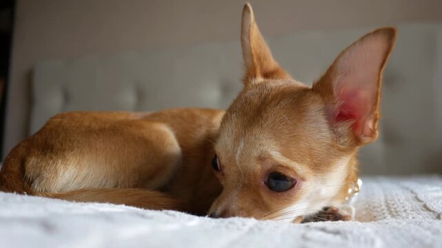 Dog Chihuahua responds to its name and to commands. The puppy is lying on the sofa in the living room and pricks up its ears upon hearing its owner's voice.