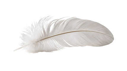 Single delicate white bird feather with soft downy barbs and central quill © Ari