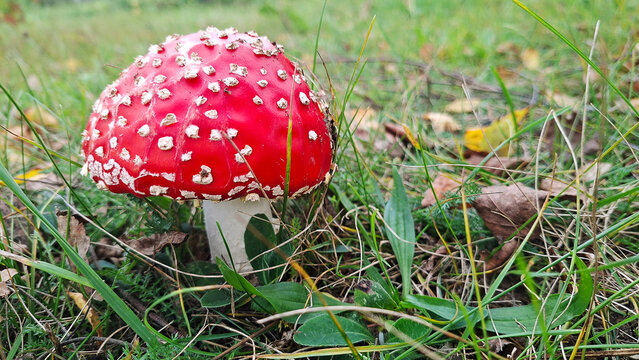 Toxic red fly agaric mushroom with white stem growing in forest clearing at autumn daytime with copy space