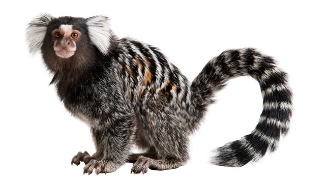 Common marmoset monkey with white ear tufts and long striped tail