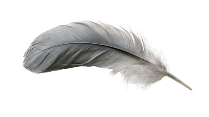 Soft grey bird feather with delicate downy texture © Thaddeus