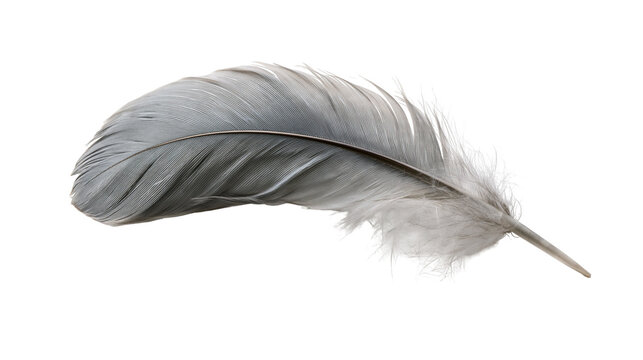 Soft grey bird feather with delicate downy texture