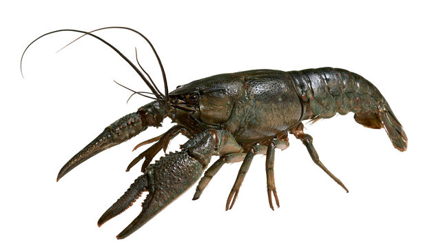 Dark green freshwater crayfish with large claws and long antennae