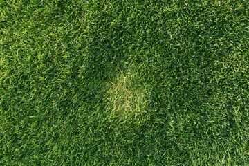 Obraz premium The Grass Lawn With Sunlit Patch Revealing Natural Texture and Depth