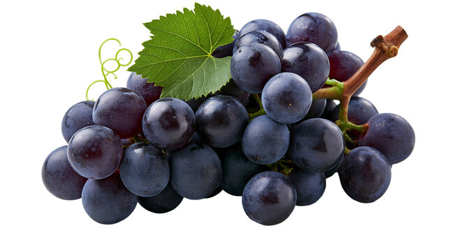 Fresh ripe dark purple grapes cluster with green leaf and woody stem