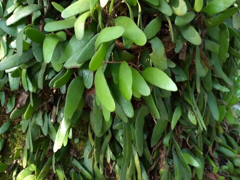 View of Pyrrosia piloselloides or Dragon scale tree growing on the trunks of coconut trees. This tree is often called the Picisan tree or Duduitan tree