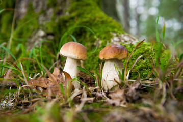 Fototapeta premium Wild Forest Mushrooms Growing on Mossy Woodland Floor