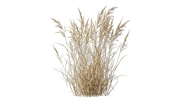 Dried grasses isolated on white background a natural botanical element for design