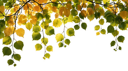 Green and yellow birch tree leaves hanging from thin branches in autumn © Ophelia