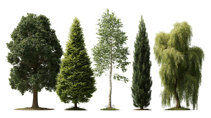 Five diverse deciduous and coniferous trees including oak birch and willow © Ophelia