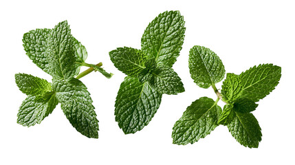 Fresh green peppermint leaves with water droplets on stems © Ophelia