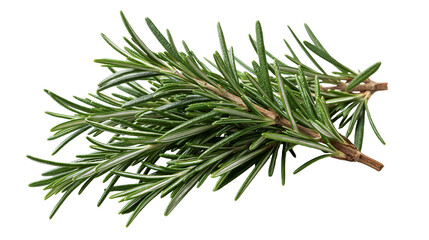 Fresh green rosemary sprigs with needle-like leaves © Ophelia