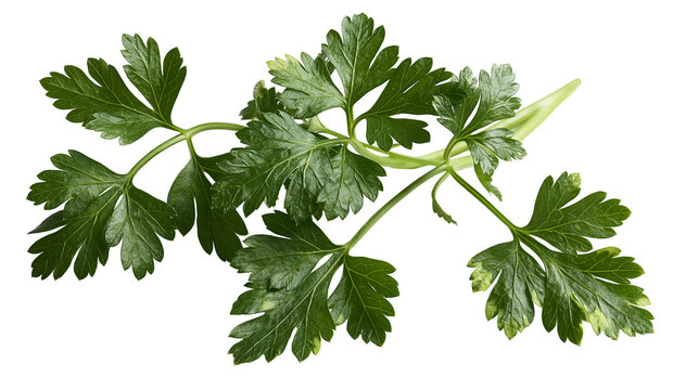 Fresh green flat leaf parsley sprig with detailed serrated foliage