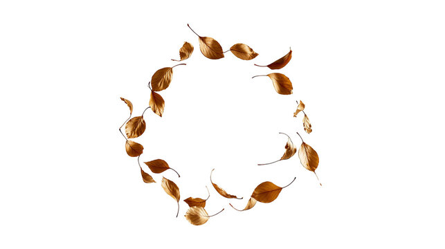 Circular wreath arrangement of dry brown autumn leaves