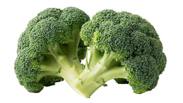 Fresh green broccoli florets with thick stalks