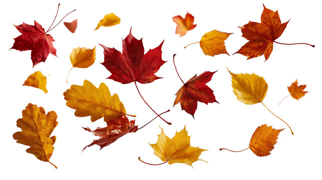 Colorful autumn maple and oak leaves falling in various shapes and sizes