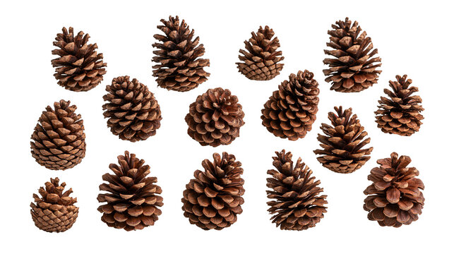 Collection of brown natural pine cones arranged in a group