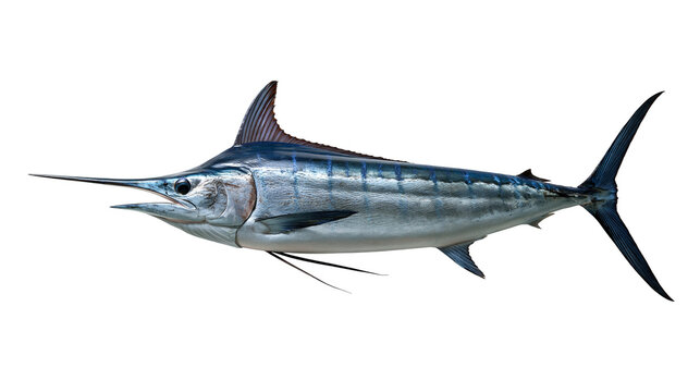 Large blue marlin fish with long pointed bill and sleek silver metallic scales