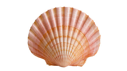 Pink and orange fan shaped scallop seashell with ribbed texture © Ophelia