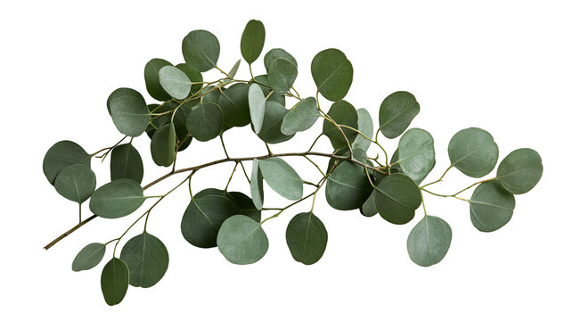 Fresh green eucalyptus branch with round leaves