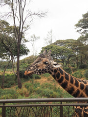 Rothschild's Giraffe at Giraffe Centre in Karen Nairobi Kenya © Eugene