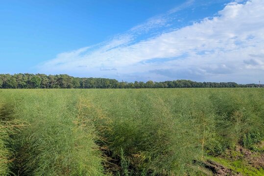 Asparagus fields in September showing rows of plants under a clear sky