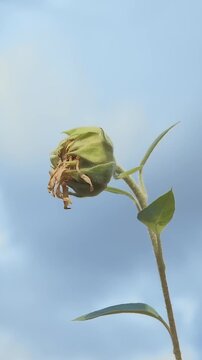 Sunflower blossom sways in the wind under cloudy sky