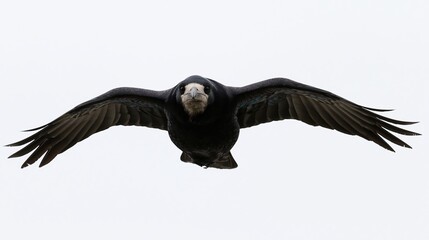 Fototapeta premium The Black Raven Soaring Gracefully in a Bright White Sky Above