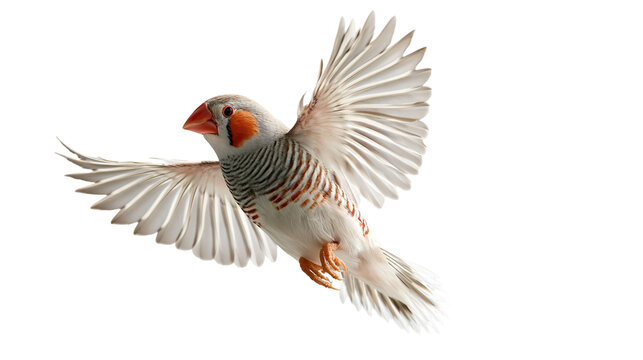 Male zebra finch bird with orange cheek patches flying with wings spread wide
