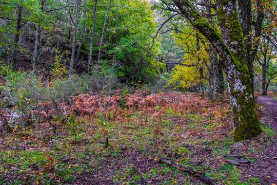 Beech forest, Hayedo de Montejo de la Sierra, Sierra Norte de Madrid, Spain