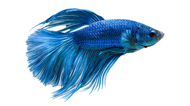 Vibrant blue Betta fish with long flowing fins and scales