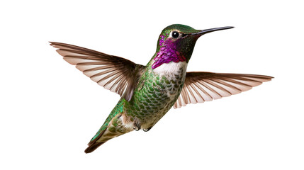 Anna s hummingbird in flight with iridescent green and purple feathers © Sylas