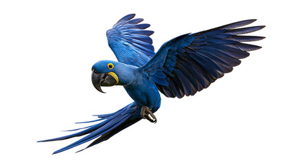 Vibrant blue Hyacinth Macaw parrot in flight with wings spread wide © Sylas