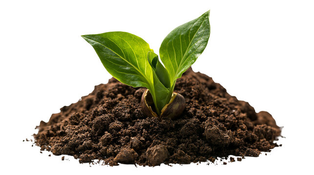 Small green sprout growing from a brown seed in a pile of dark fertile soil