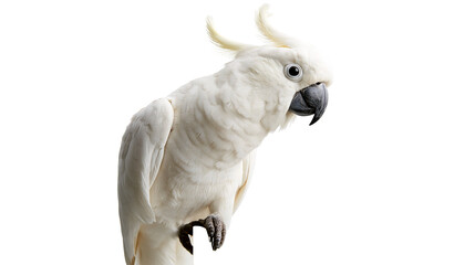 White umbrella cockatoo with yellow crest feathers and dark grey beak © Sylas