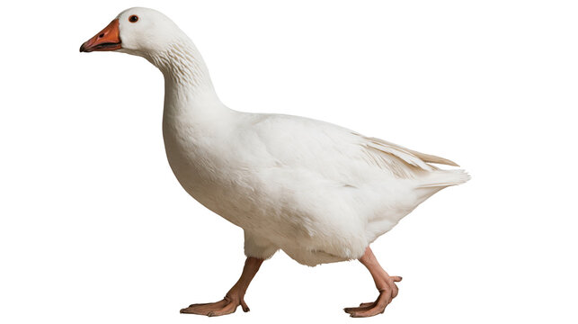 White Embden goose walking with orange beak and webbed feet
