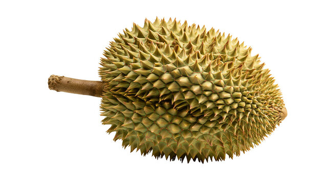 Whole ripe durian fruit with sharp green spiky rind and woody stem