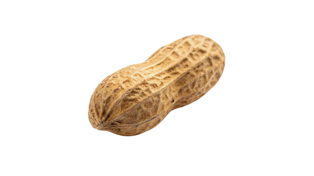 Single whole organic peanut nut in shell rich texture isolated on transparent background png