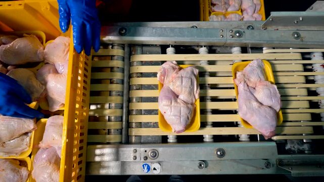 Worker sorting raw chicken pieces into yellow crates at a poultry processing plant